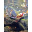 Sea Buzz Chub Bug Wobbler