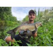 Sea Buzz Chub Bug Wobbler
