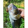 Sea Buzz Chub Bug Wobbler