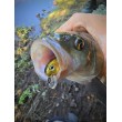 Sea Buzz Chub Bug Wobbler