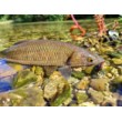 Sea Buzz Chub Bug Wobbler