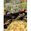 Sea Buzz Chub Bug Wobbler