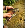 Sea Buzz Chub Bug Wobbler