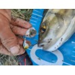 Спинер Westin DropBite Tungsten Spin Tail Jig