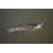Aglia Long Cast