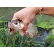 Aglia Long Cast
