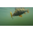 Rapala Precision Xtreme Pencil