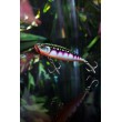 Воблер Rapala Precision Xtreme Pencil EXO