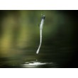 Silicone Linkor - Kiga Slim Worm