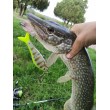 Воблер Rapala Super Shadow Rap Glide