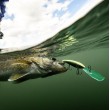 Miner de aur Wobbler Rapala