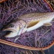 Воблер хибрид Little Jack HymiR