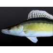 Pernă Zander