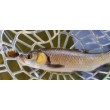 Sea Buzz Chub Bug Wobbler