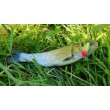 Sea Buzz Chub Bug Wobbler