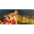 SeaBuzz Paddle Worm