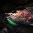 Воблер Shimano ZN-245X Cardif Refrai