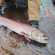 Воблер Shimano ZN-245X Cardif Refrai