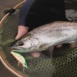 Воблер Shimano ZN-245X Cardif Refrai