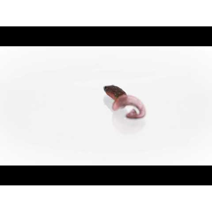 Westin RingTeez Curltail